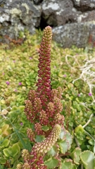 Umbilicus horizontalis