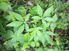Cleome spinosa