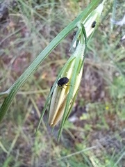 Campanula rapunculus