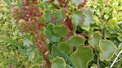 Umbilicus horizontalis