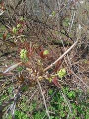 Sambucus racemosa