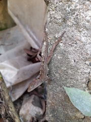Anolis