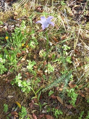 Campanula rapunculus