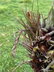Tillandsia fragrans