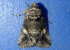 Copanarta aurea