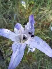 Campanula rapunculus