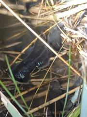 Cyprinodon variegatus