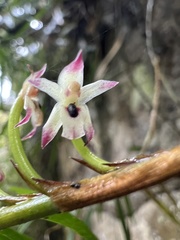 Maxillaria graminifolia