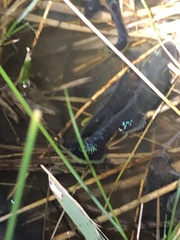 Cyprinodon variegatus