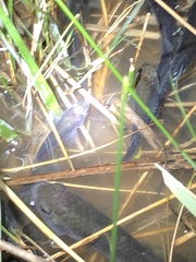 Cyprinodon variegatus