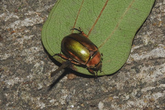 Mimela specularis