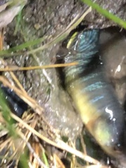 Cyprinodon variegatus