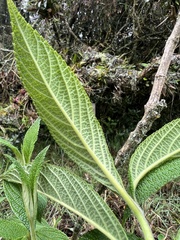 Lippia hirsuta
