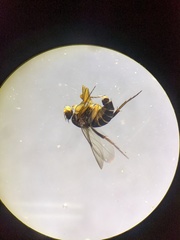 Metopininae