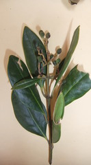 Olea capensis capensis