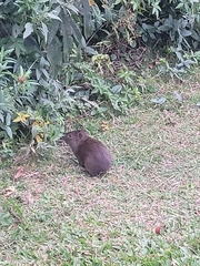 Cavia