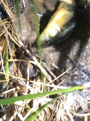 Cyprinodon variegatus