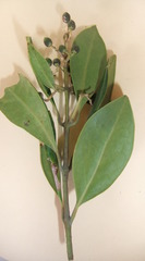 Olea capensis capensis