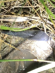 Cyprinodon variegatus