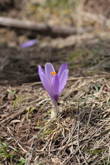 Crocus neapolitanus