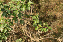 Pyrus cordata