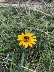 Astylus vittaticollis