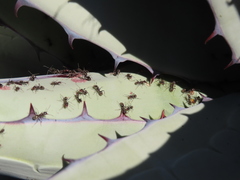 Liometopum apiculatum