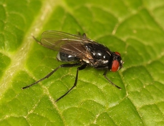 Hydrotaea diabolus
