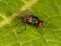 Hydrotaea diabolus