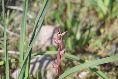 Bilamellaria