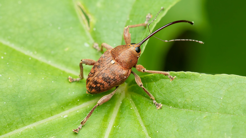 acorn weevil