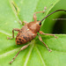 Curculio glandium - Photo (c) Per Hoffmann Olsen, algunos derechos reservados (CC BY-NC), subido por Per Hoffmann Olsen