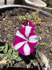 Phlox nana