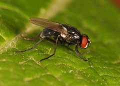 Hydrotaea diabolus