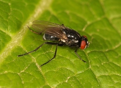 Hydrotaea diabolus