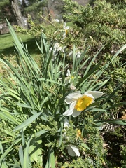 Narcissus