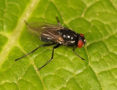 Hydrotaea diabolus