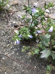Campanula erinus