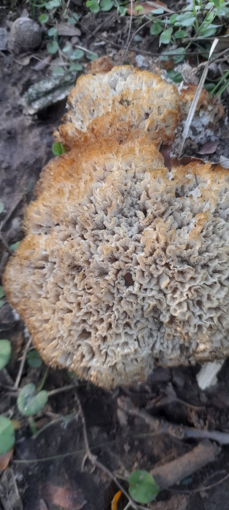 Irpex rosettiformis · April 2022 · photo: © pablohcapovilla (iNaturalist, cc-by)