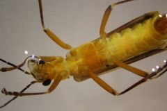 Chauliognathus cinguliventris