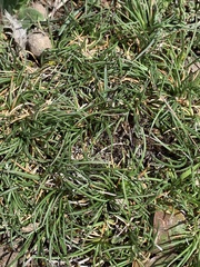 Festuca scariosa