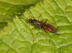 Ischnus inquisitorius