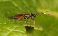 Ischnus inquisitorius