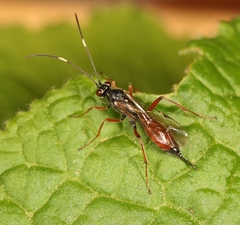 Ischnus inquisitorius