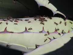 Liometopum apiculatum