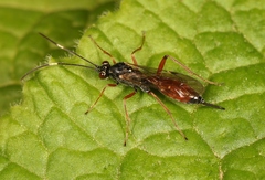 Ischnus inquisitorius