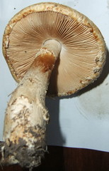 Saproamanita foetidissima