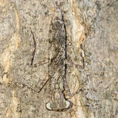 Amorphoscelidae