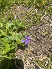 Viola sororia
