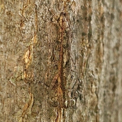 Amorphoscelidae